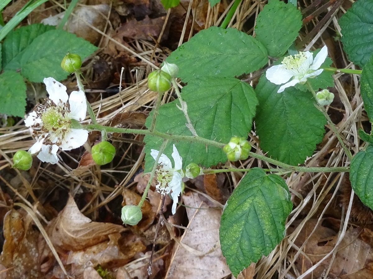 Rubus vestitus (Rosaceae)